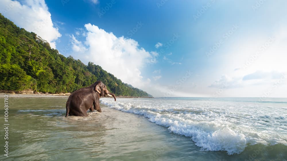 Havelock Island – Excursion to Elephant Beach