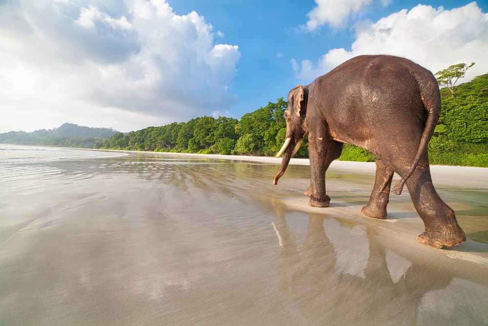 Havelock Island